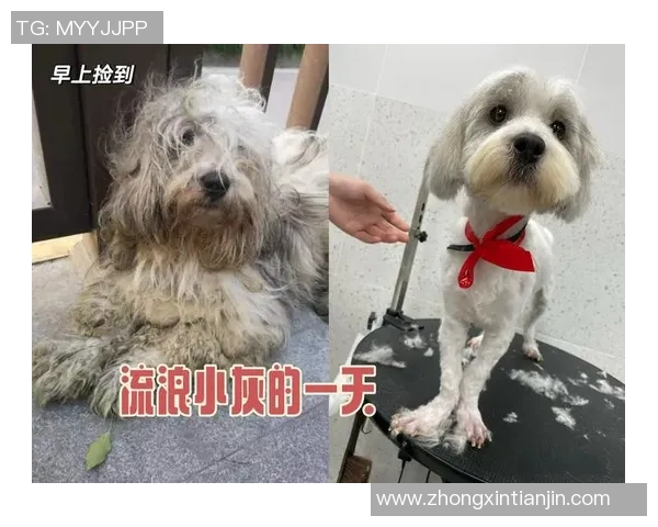 重庆街舞队的逆袭之旅：从街头到舞台的奋斗与荣耀